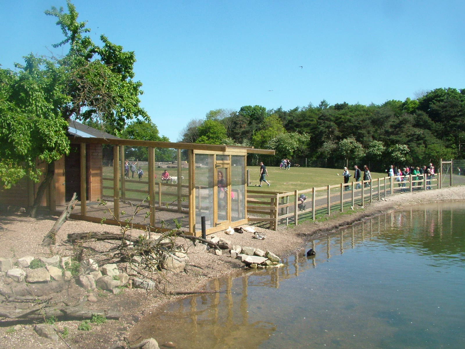 Flamingo/Waterfowl Pond at Yorkshire WP 02/05/11