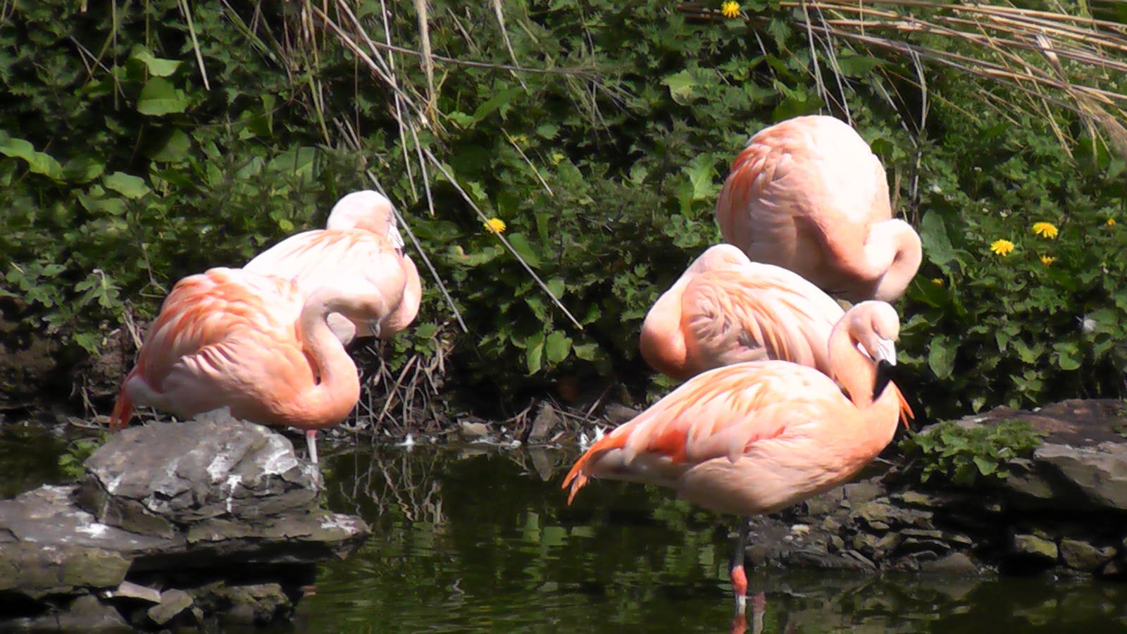 Flamingo - Welsh Mountain Zoo