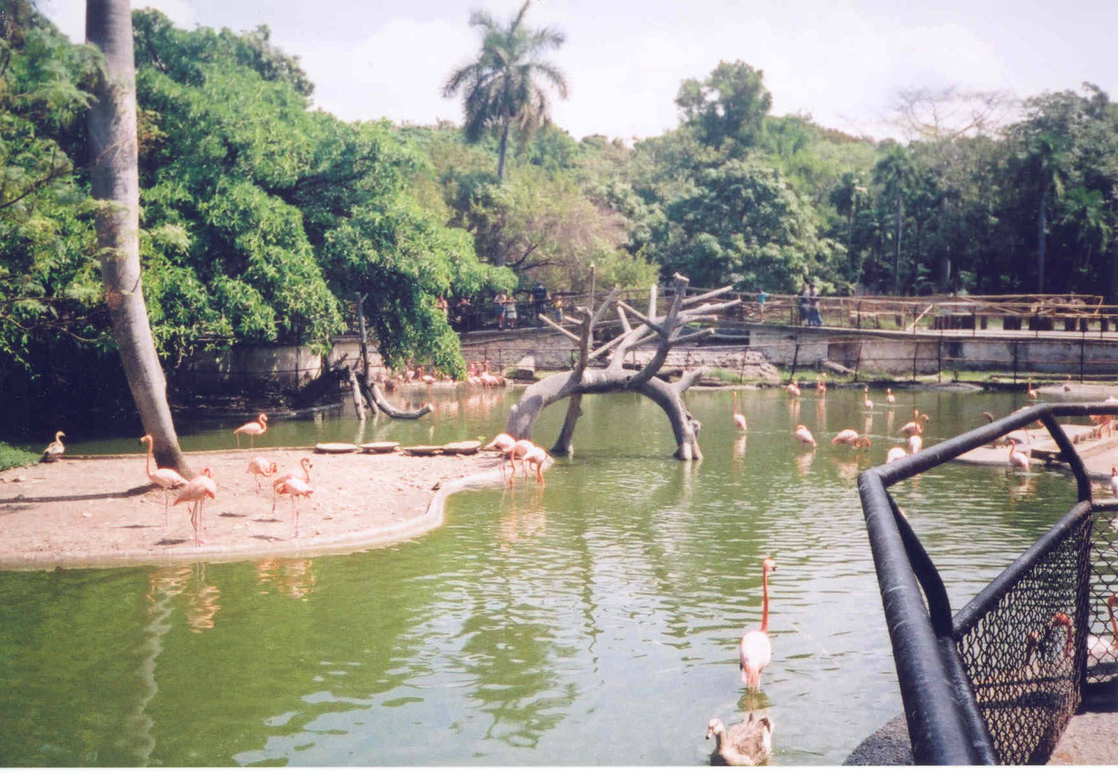 Flamingo & Wildfowl Lake - Havana Zoo, Cuba 2004