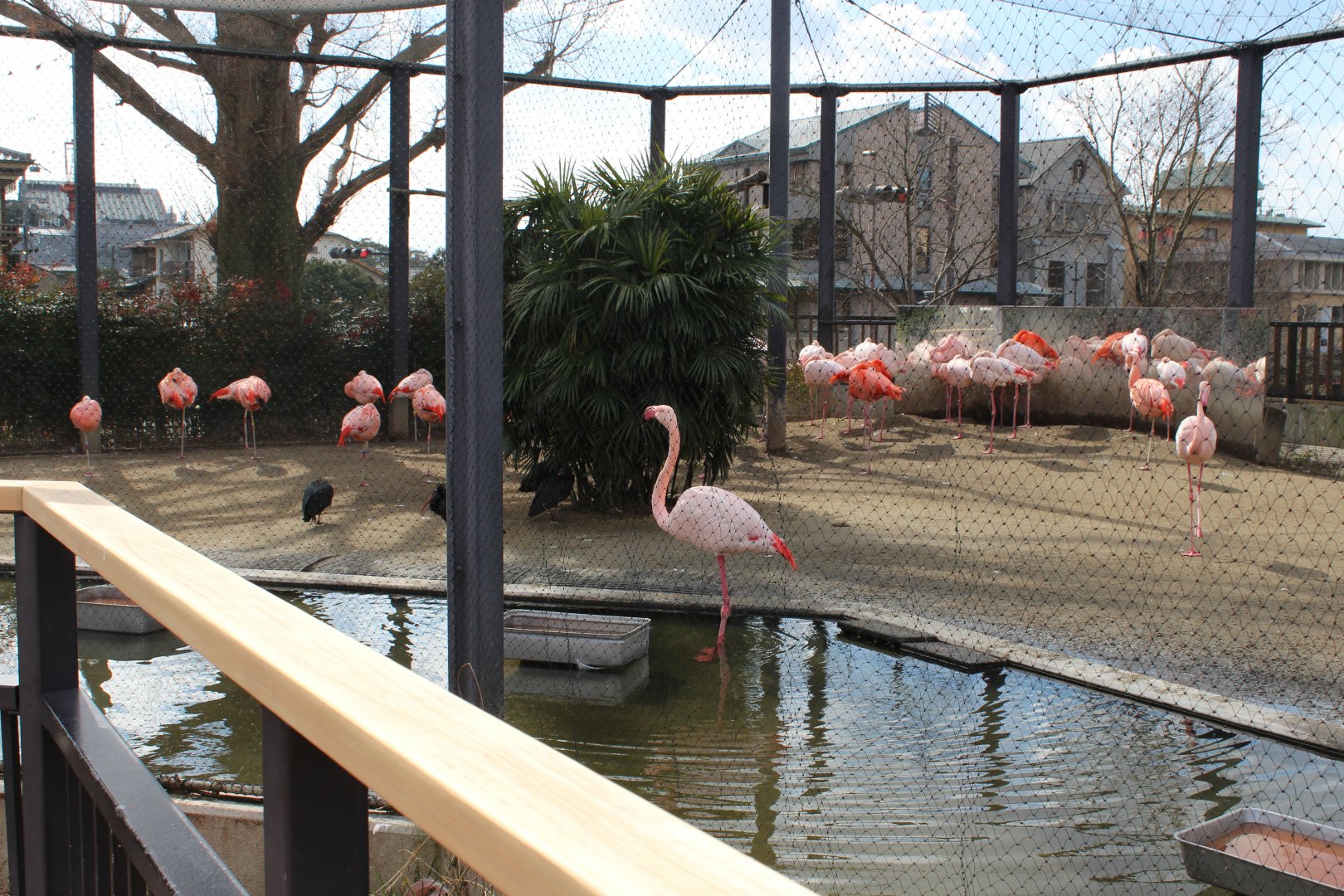 Flamingo with bald ibis