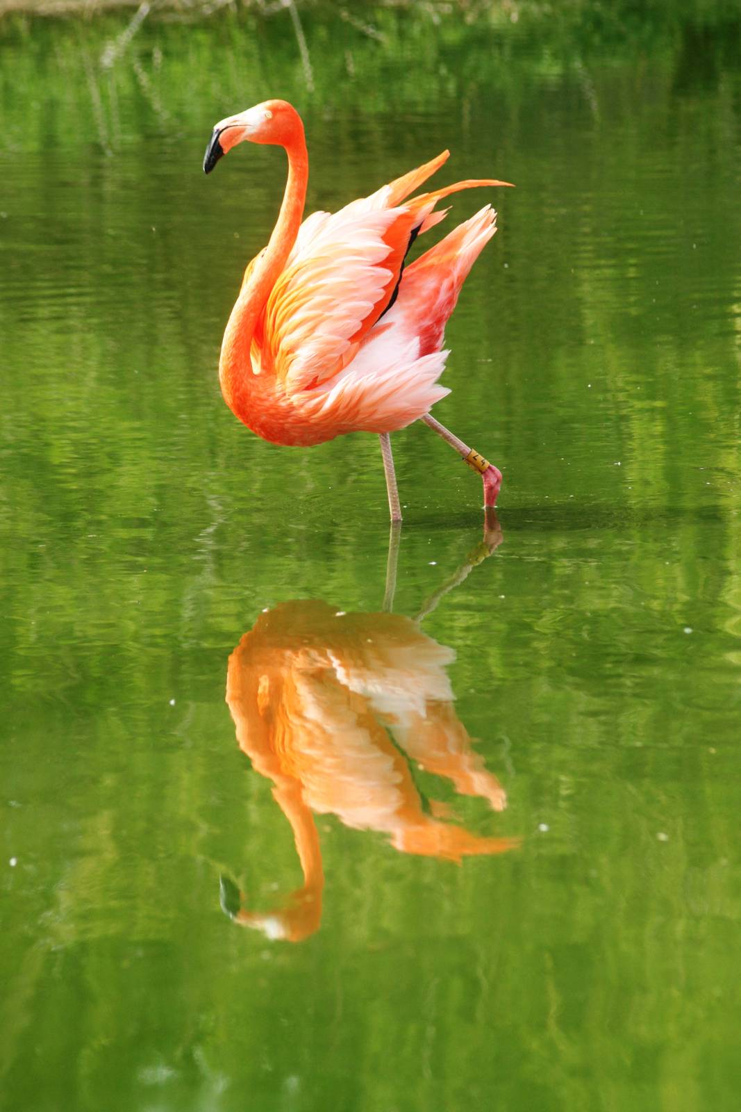Flamingo with reflection; Whipsnade; 24th April 2010