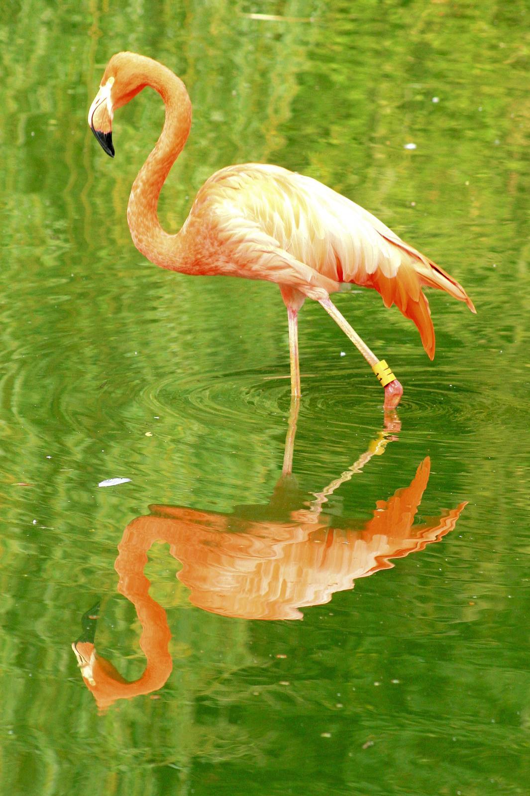 Flamingo with reflection; Whipsnade; 27th September 2014