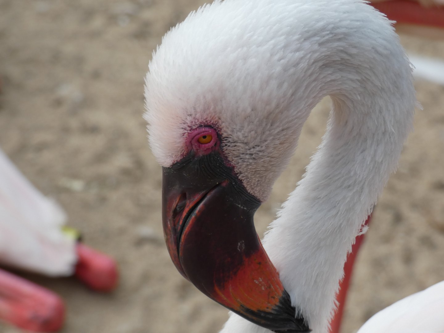 Flamingo, Zambezi River Hippo Camp, Aug.2020