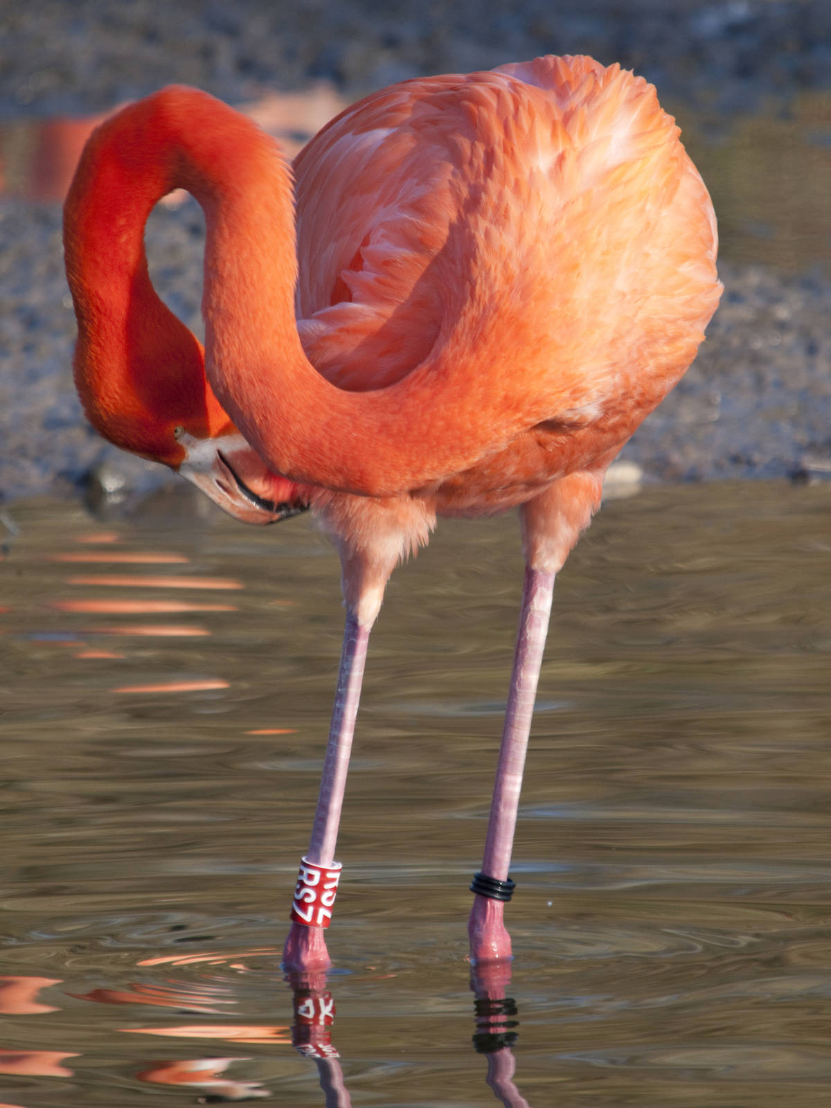 Flamingo