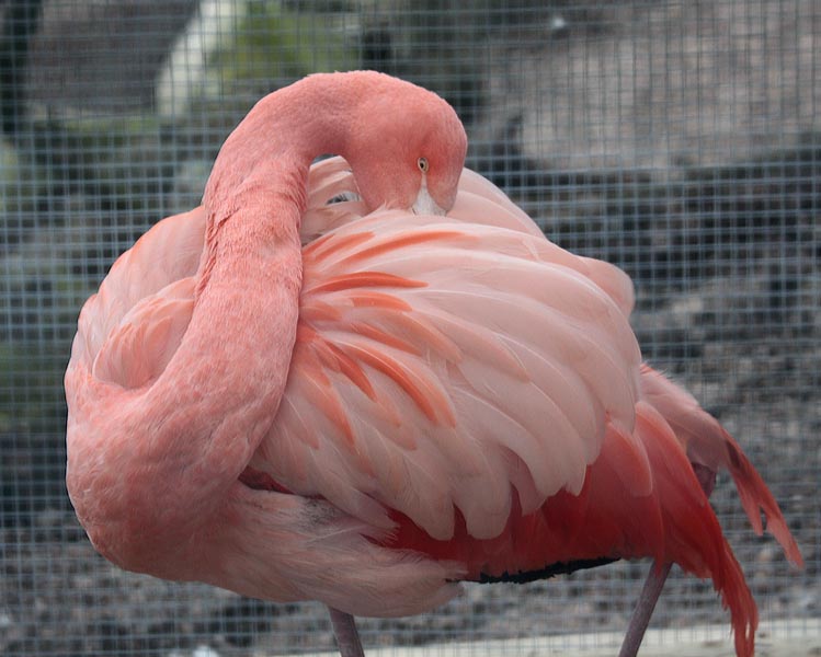 Flamingo