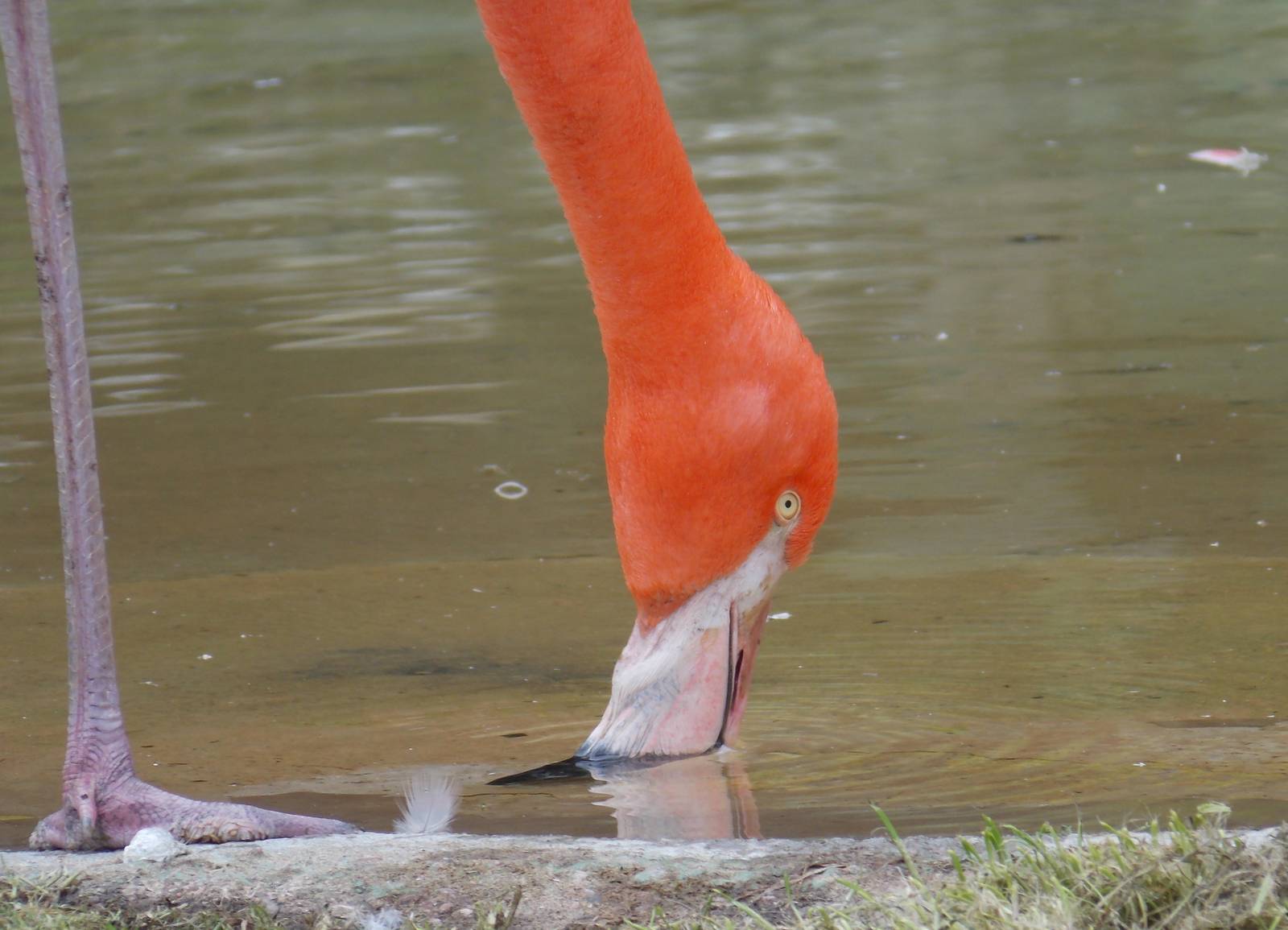 Flamingo