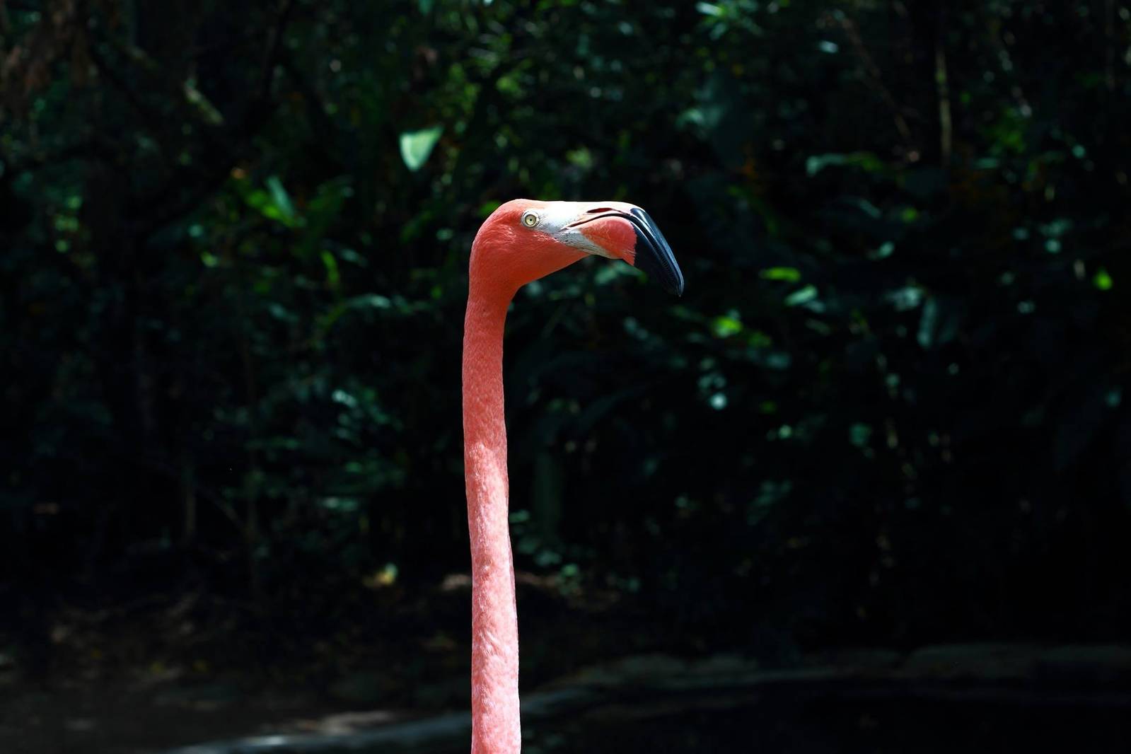 Flamingo