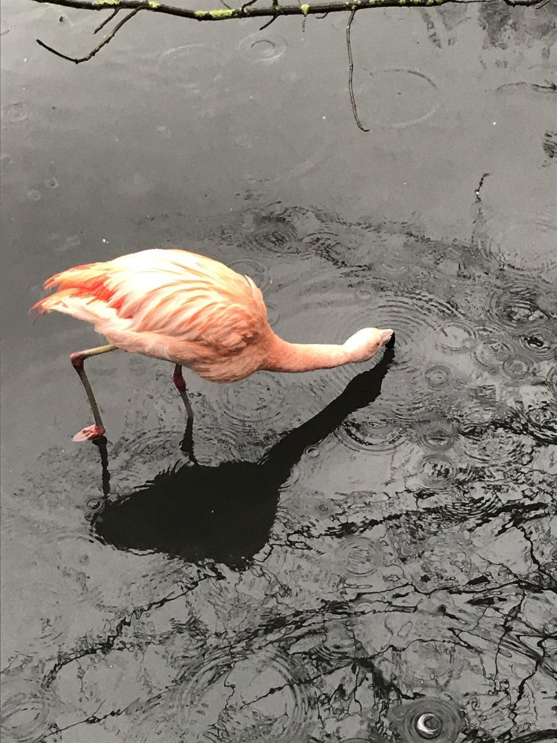 Flamingo