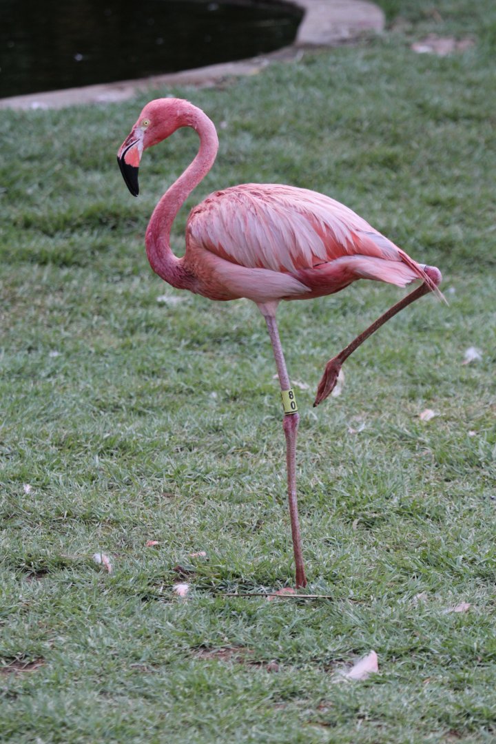flamingo