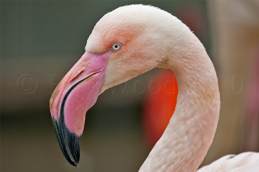 Flamingo
