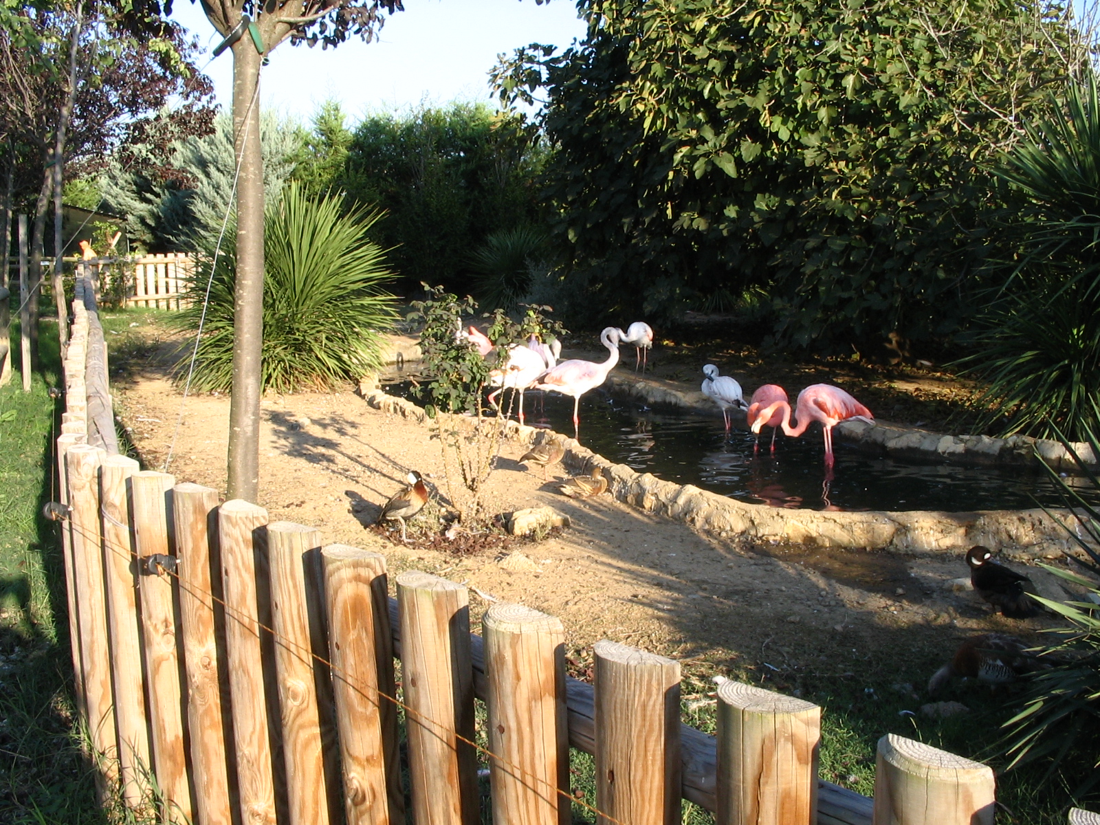 flamingoes 2005