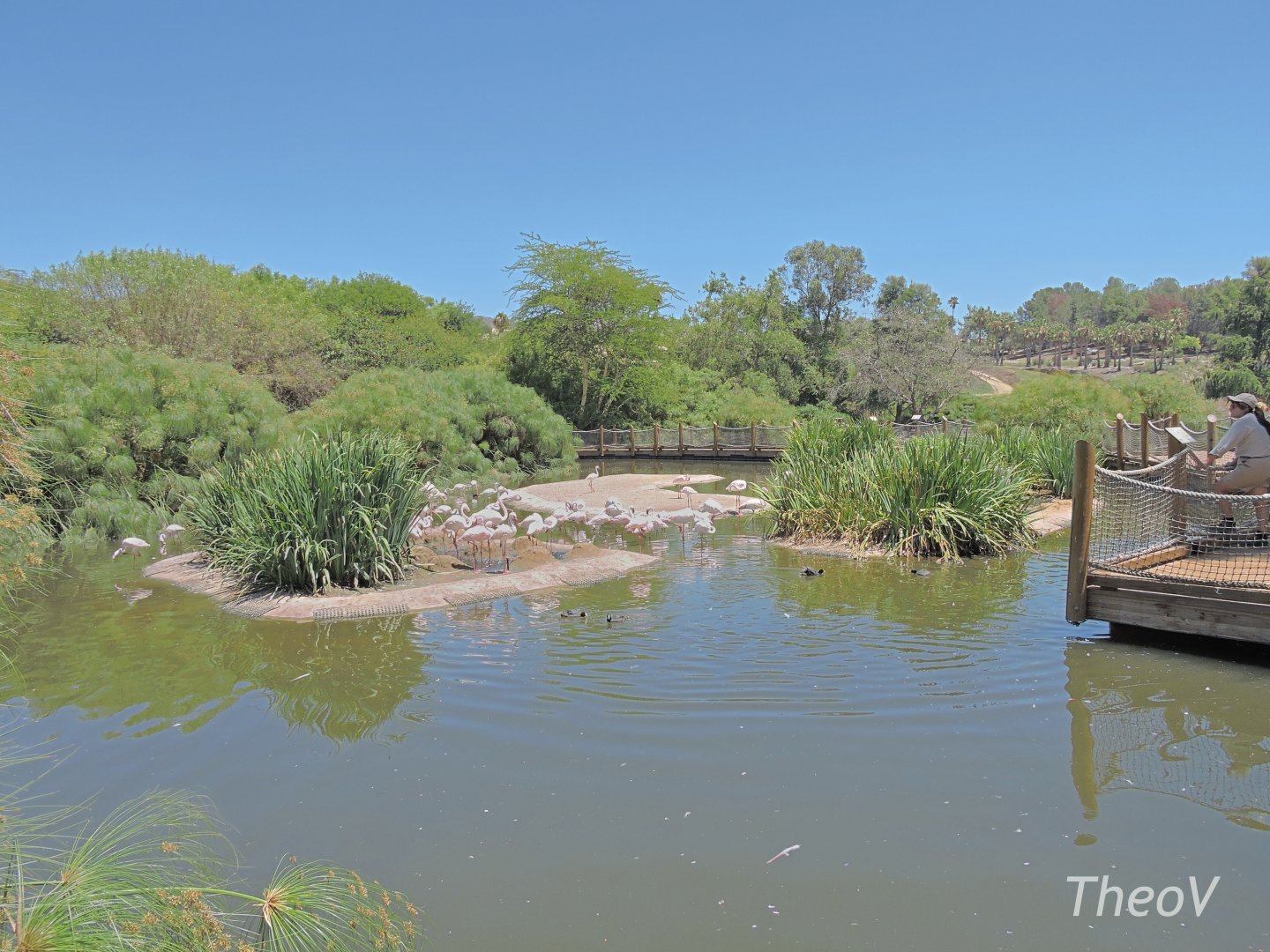 Flamingoes - African Outpost [2015]