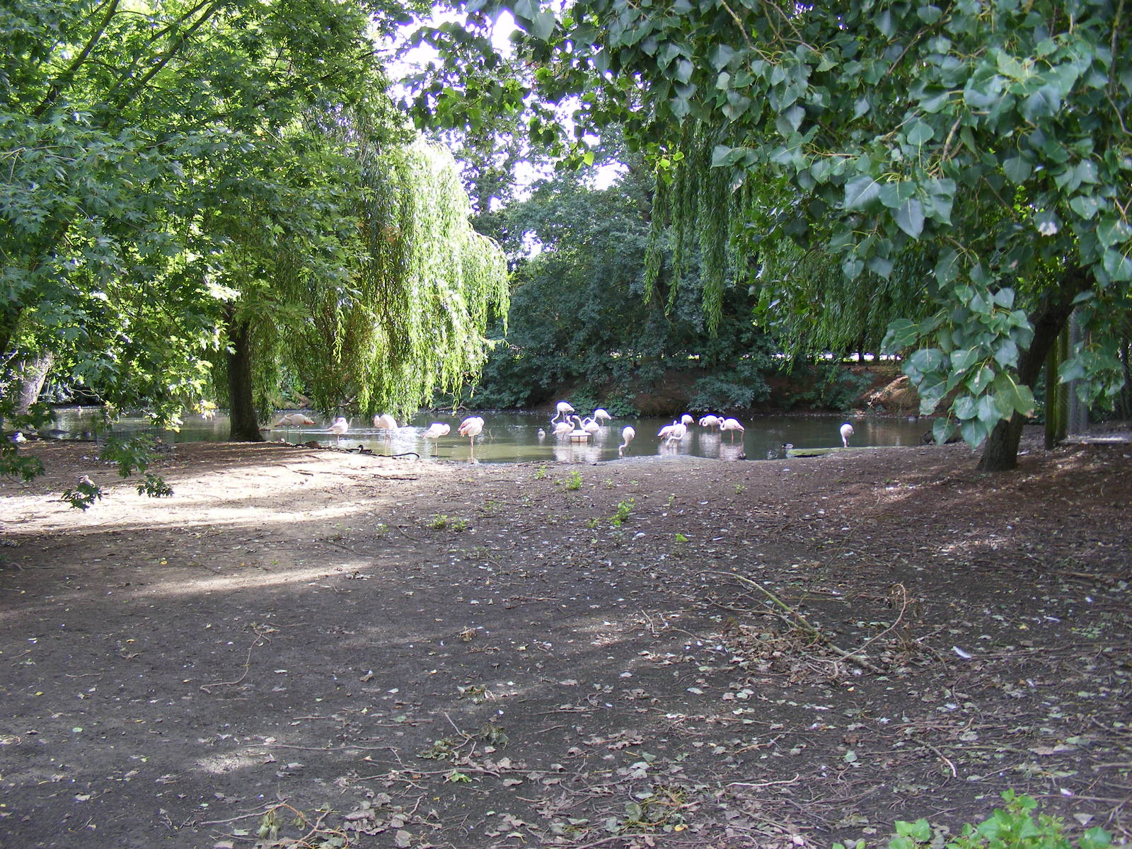 Flamingoes at Africa Alive!, 13 September 2010