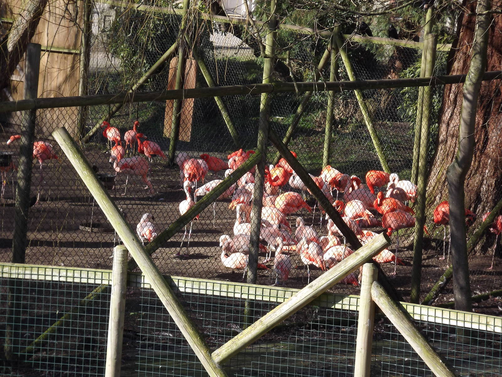 Flamingoes at Flamingoland 19/02/12