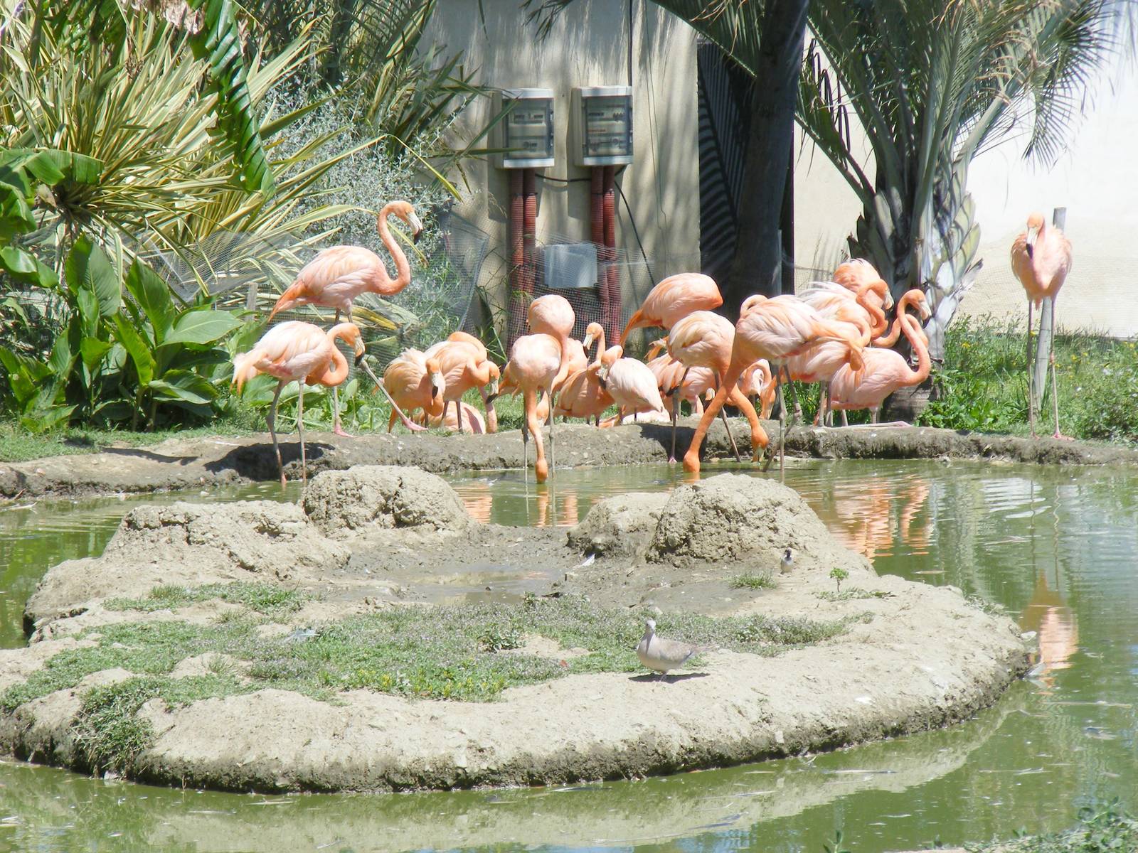 Flamingoes at Selwo Marina, 2 May 2009