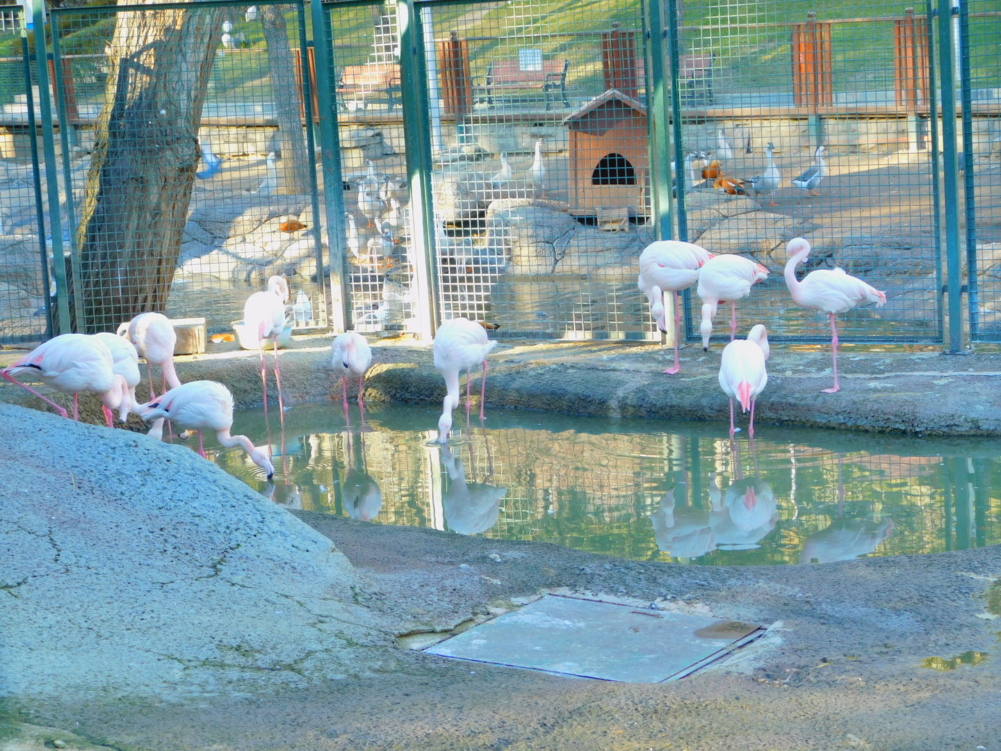 Flamingoes at the Ankara Domestic Animal Park