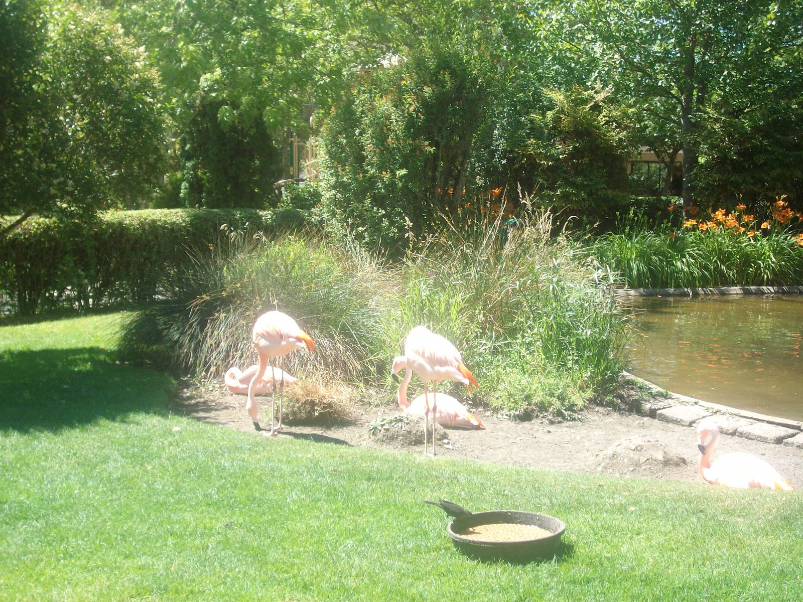 Flamingoes at Wildlife Safari