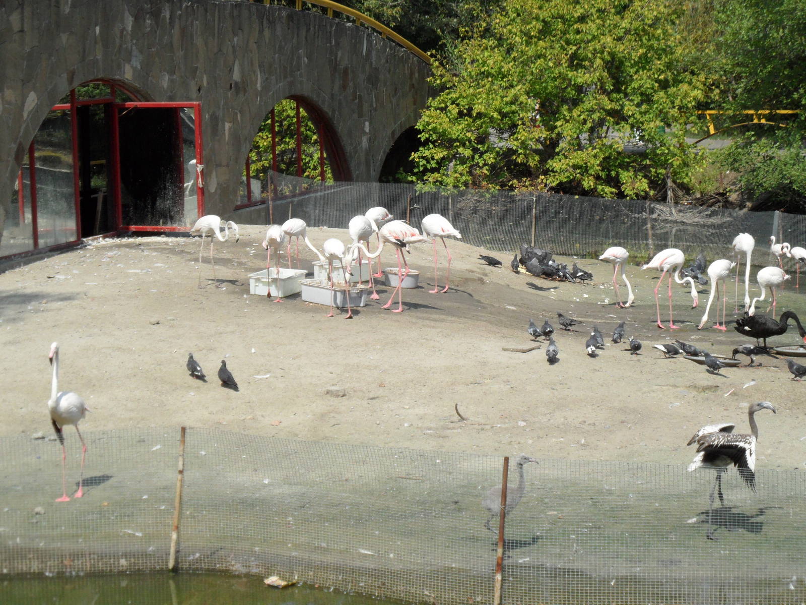 Flamingoes exhibit