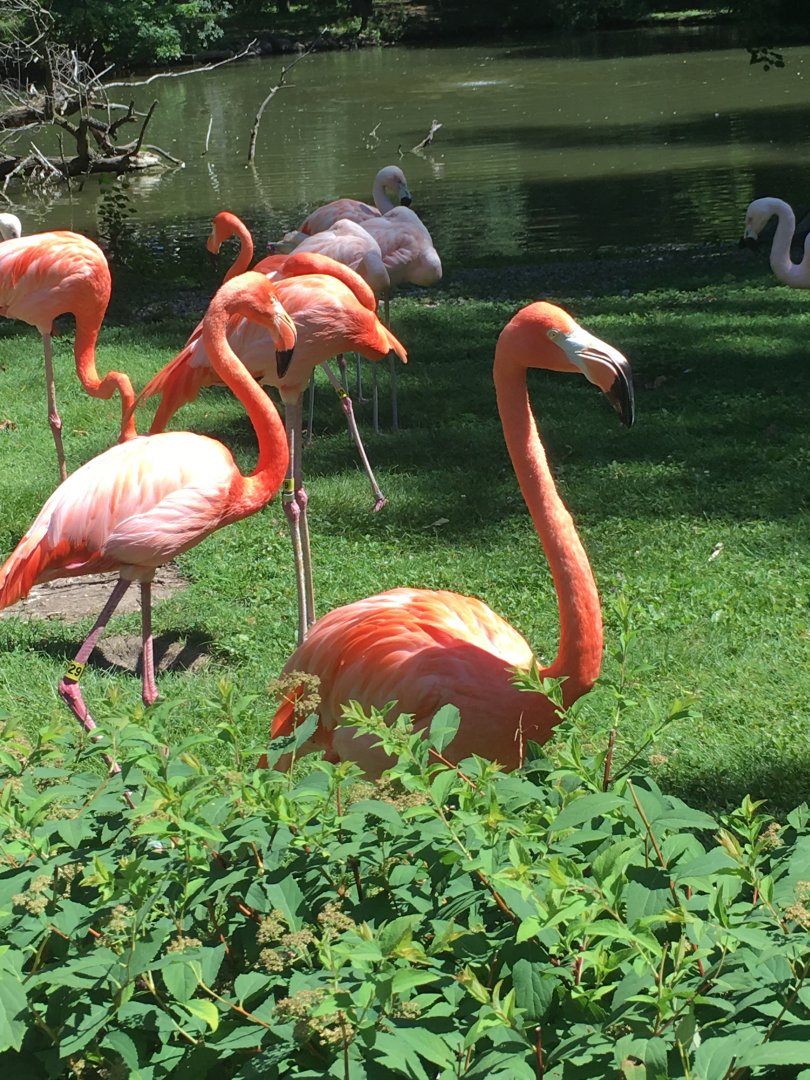 Flamingoes | Milwaukee County Zoo