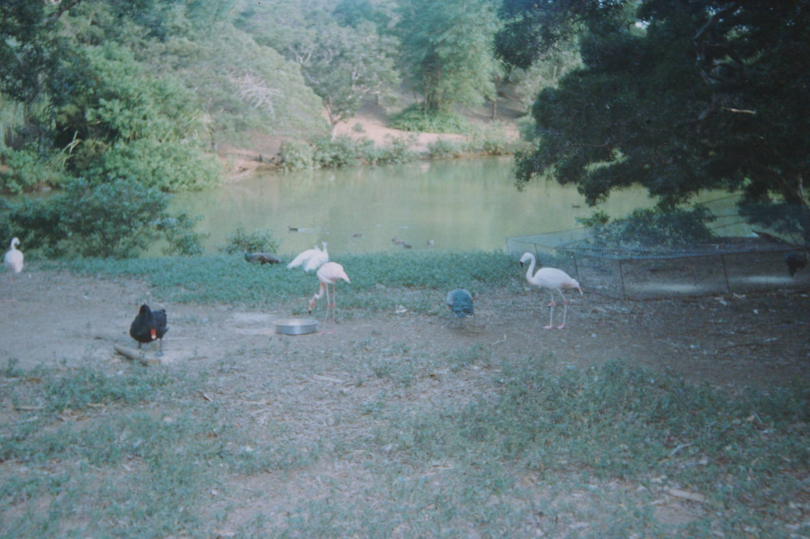 flamingoes, Noumea Zoo