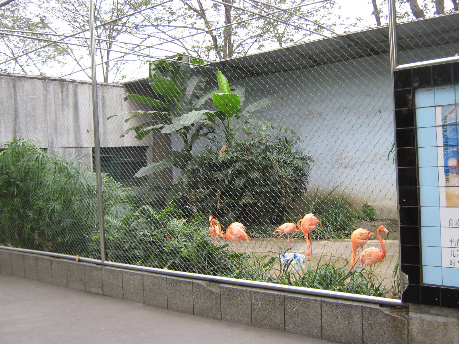 flamingoes