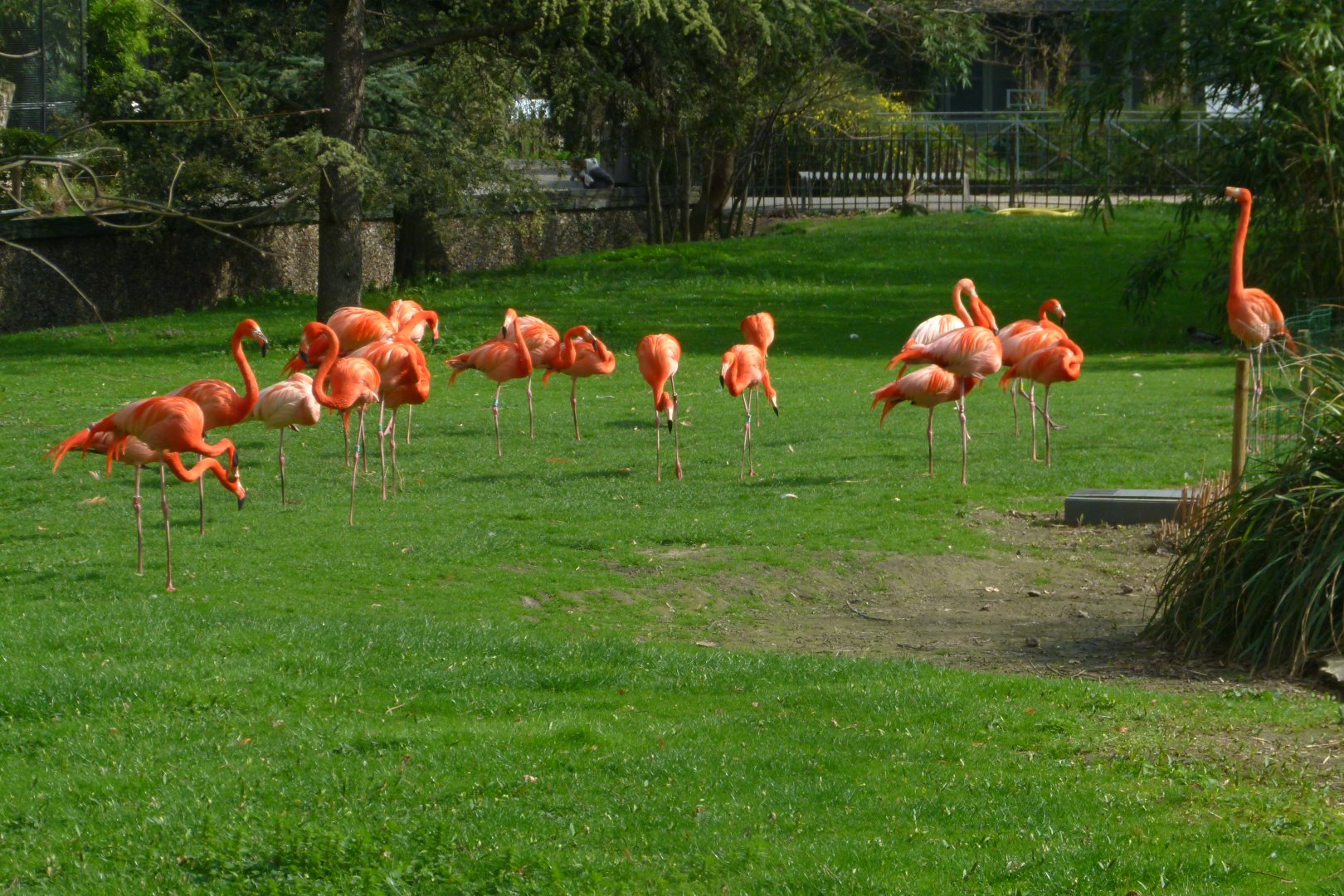 Flamingoes