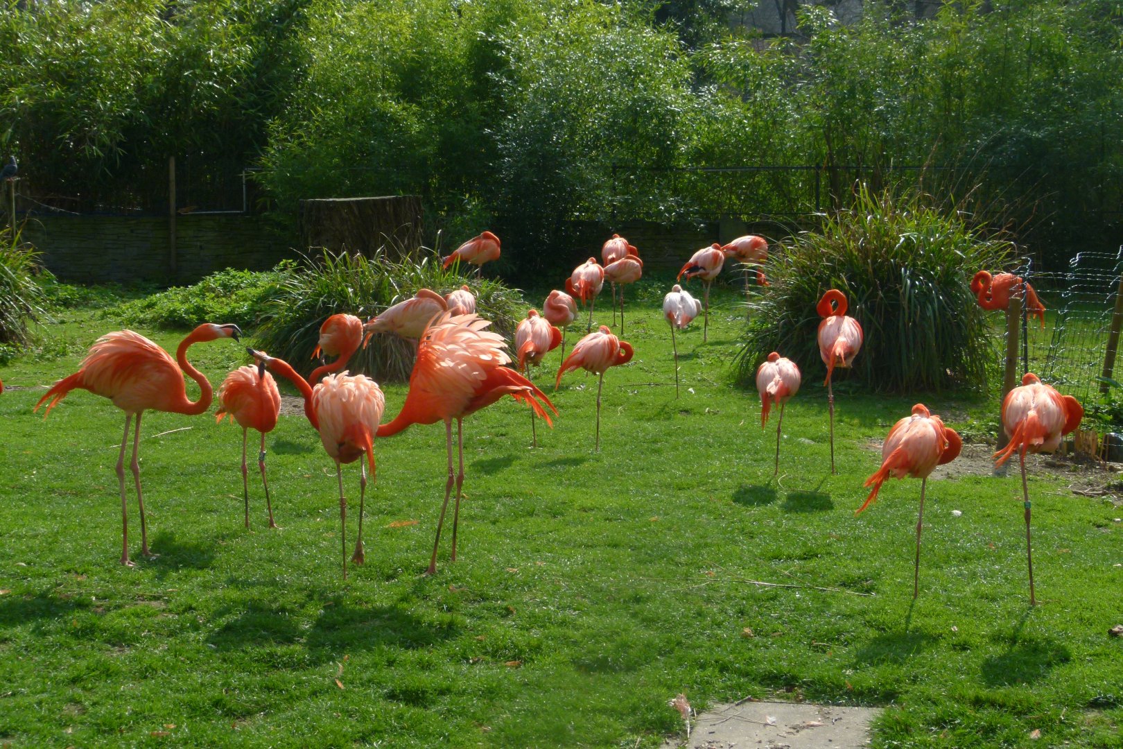 Flamingoes