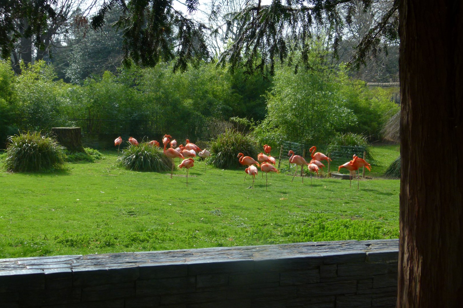 Flamingoes