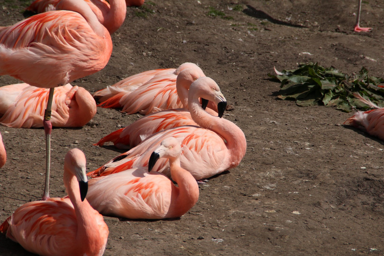Flamingoes