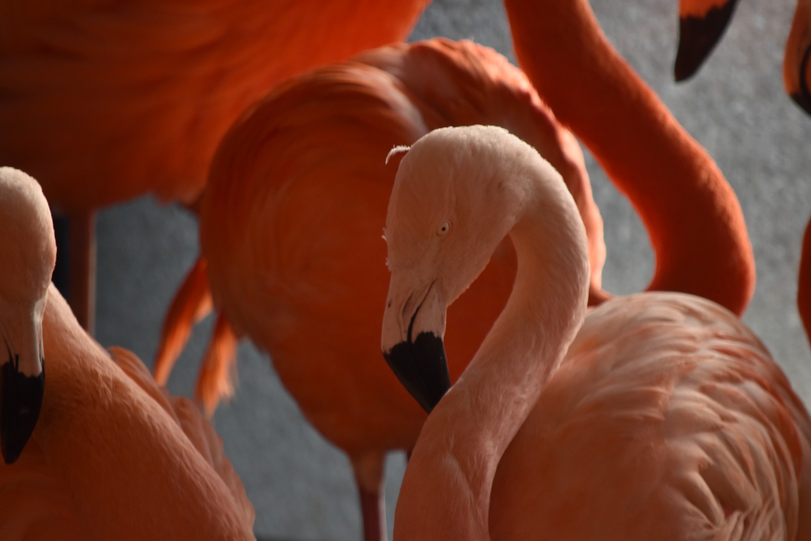 Flamingoes