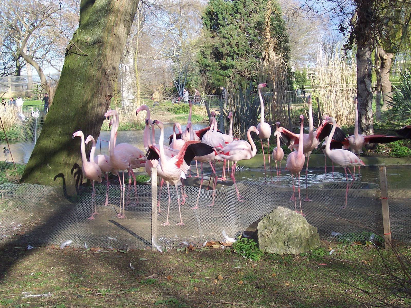 Flamingoes