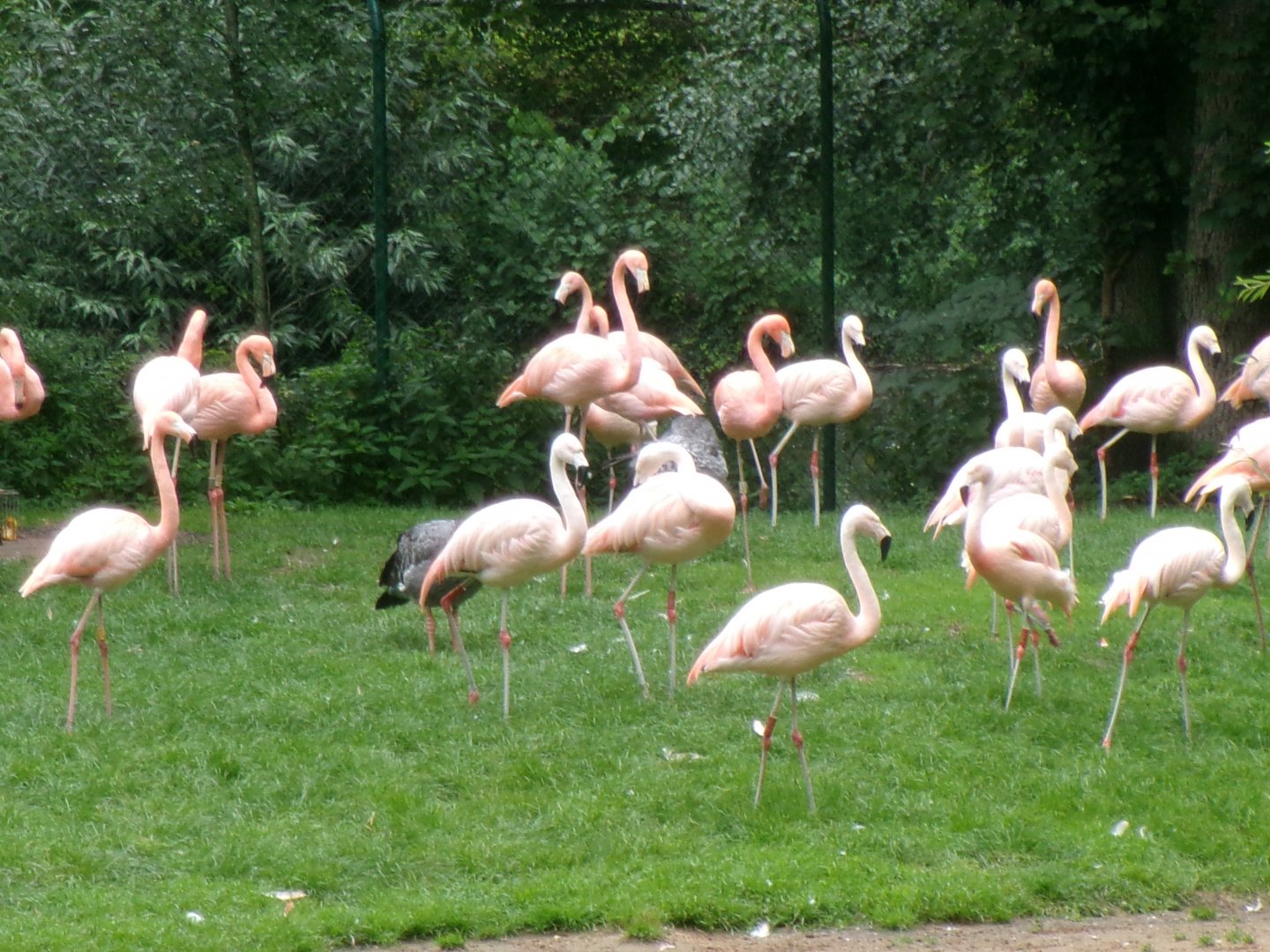 Flamingoes