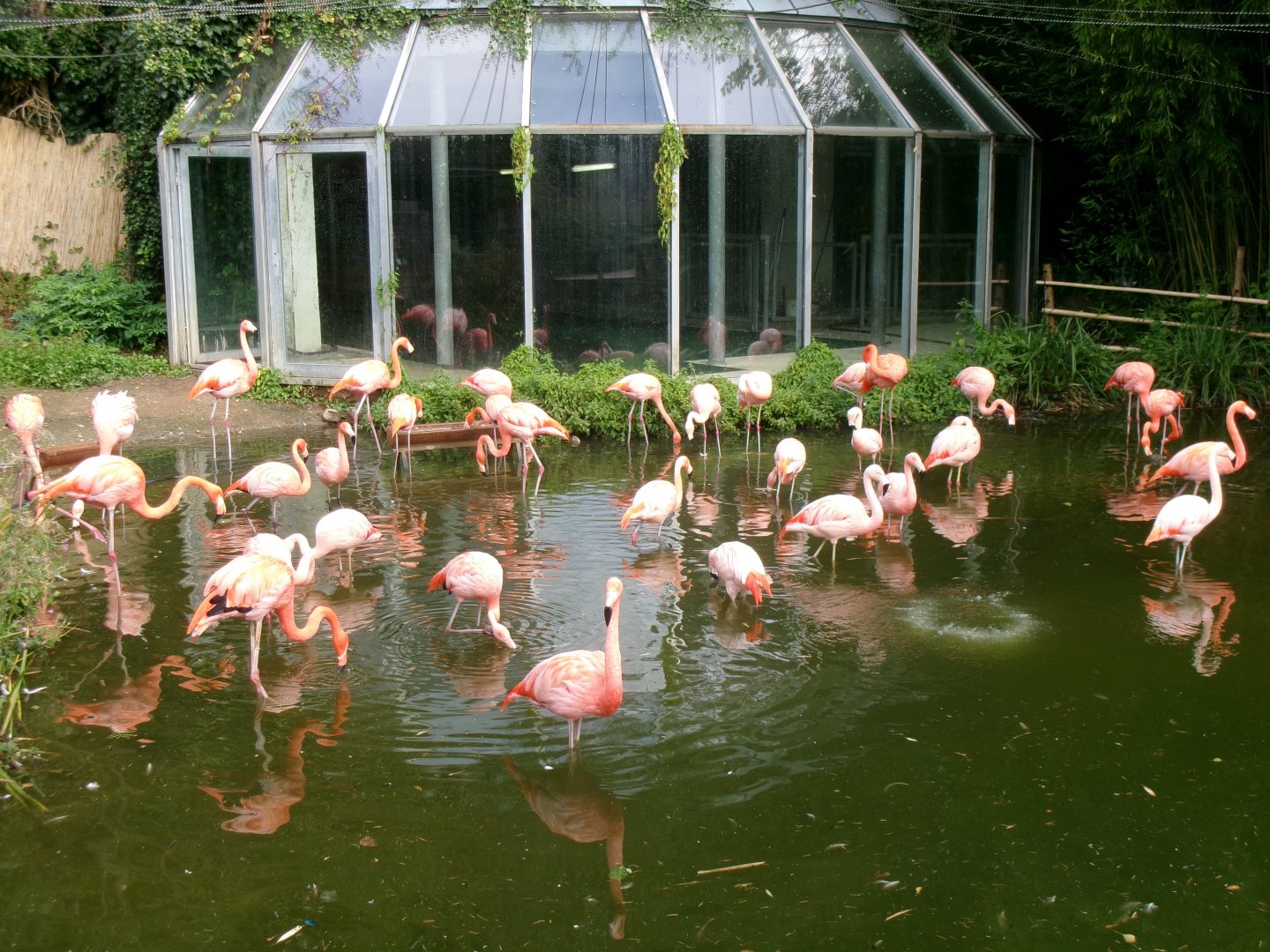 Flamingoes