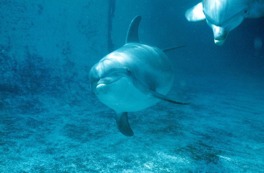 Flamingoland Dolphinarium 1984 - 1993