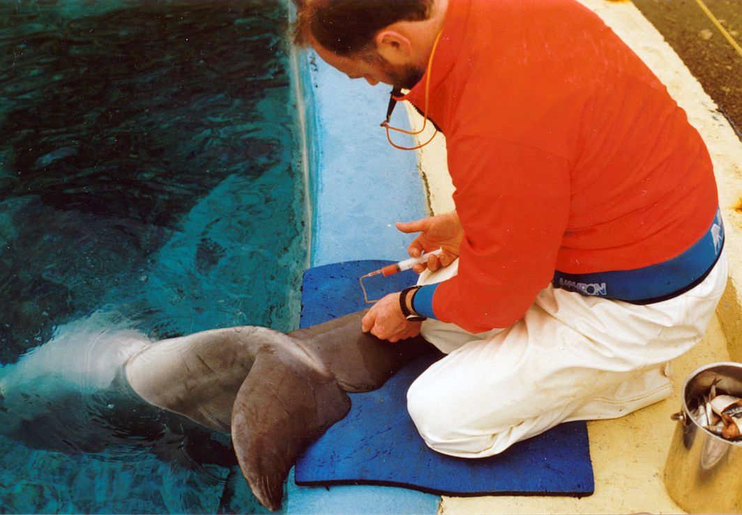 Flamingoland Dolphinarium 1984 - 1993