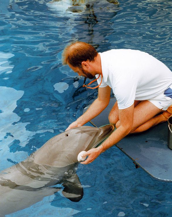 Flamingoland Dolphinarium 1984 - 1993
