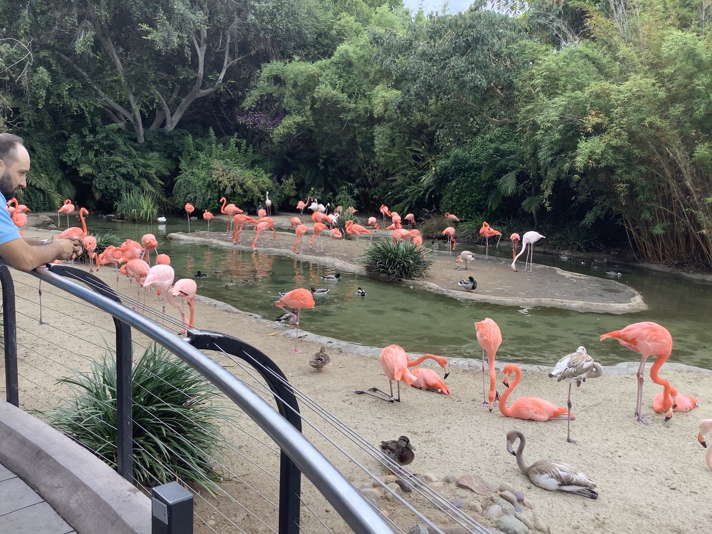 Flamingos 10/7/21
