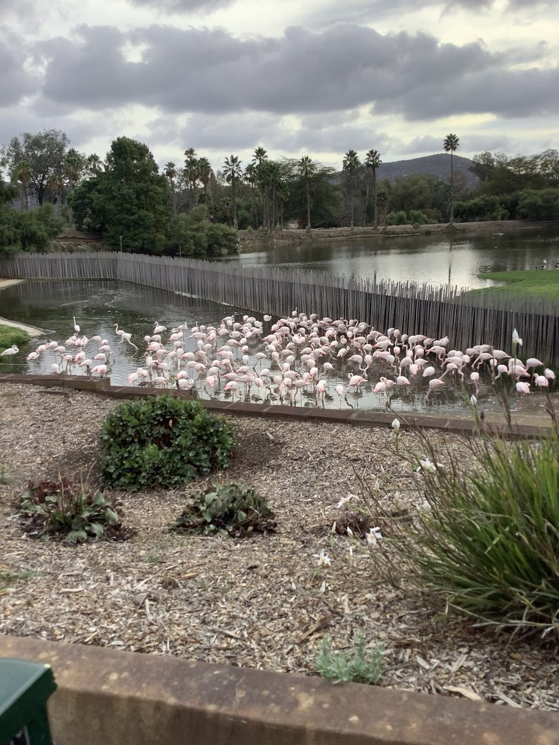Flamingos 10/9/21