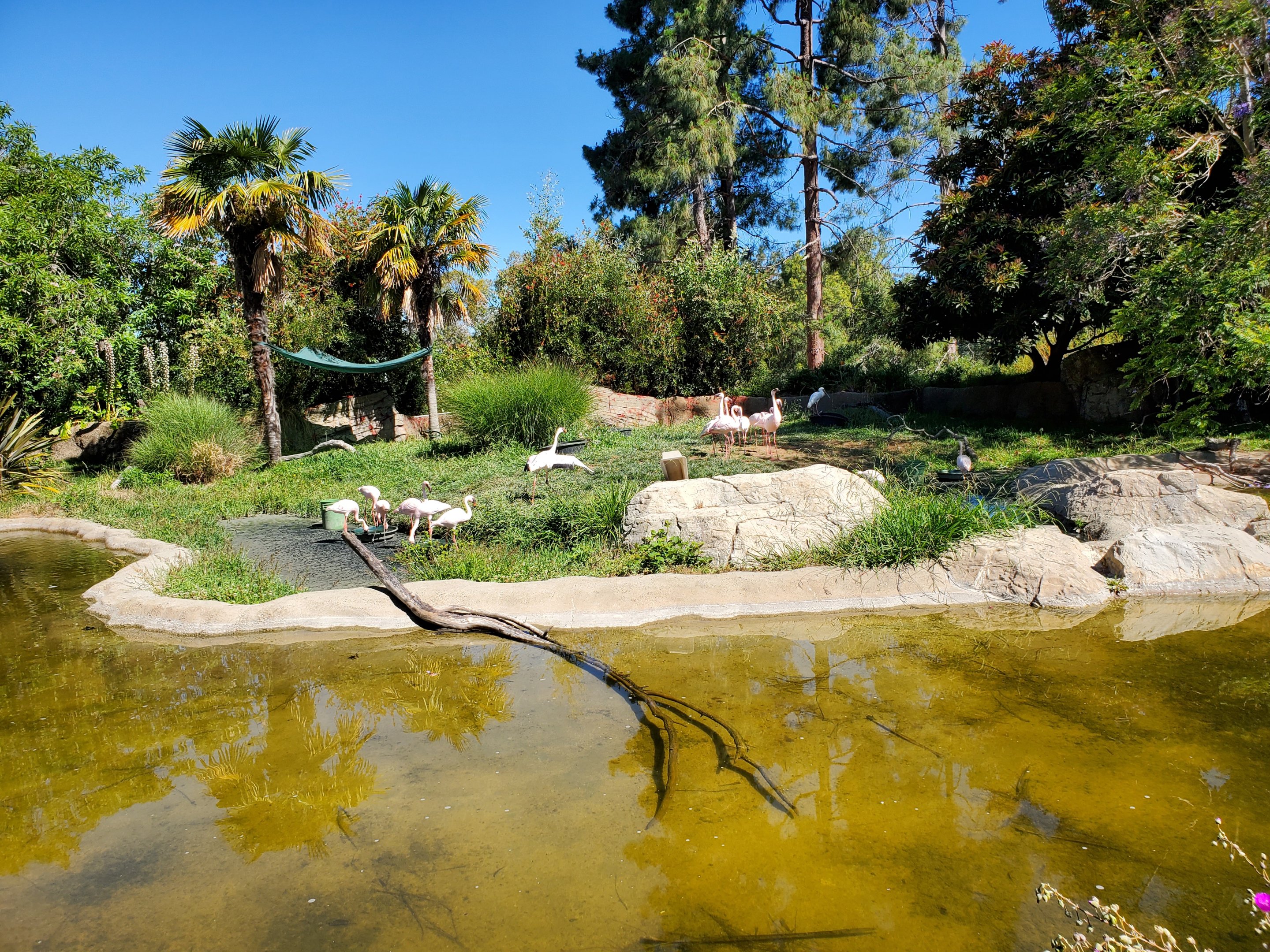 Flamingos - 10 Jun 2022