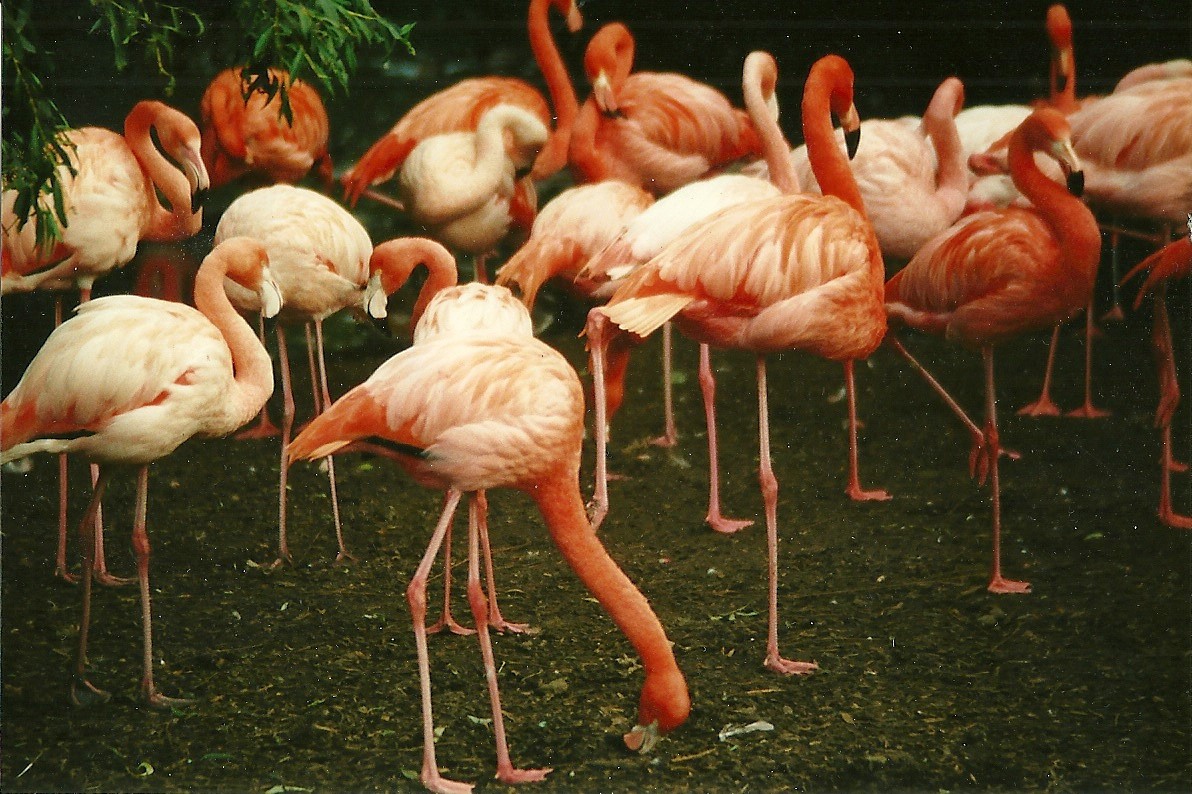 Flamingos 10th October 1998