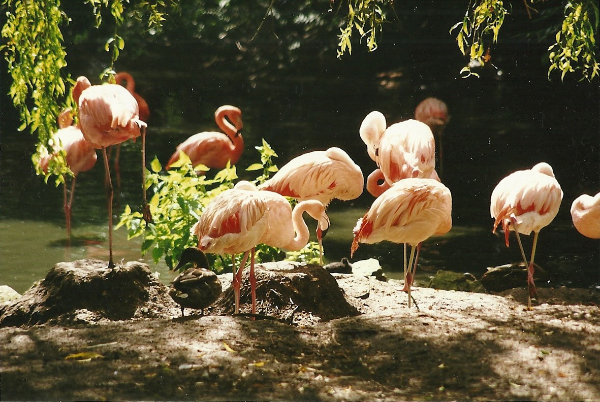 Flamingos 14th August 1999