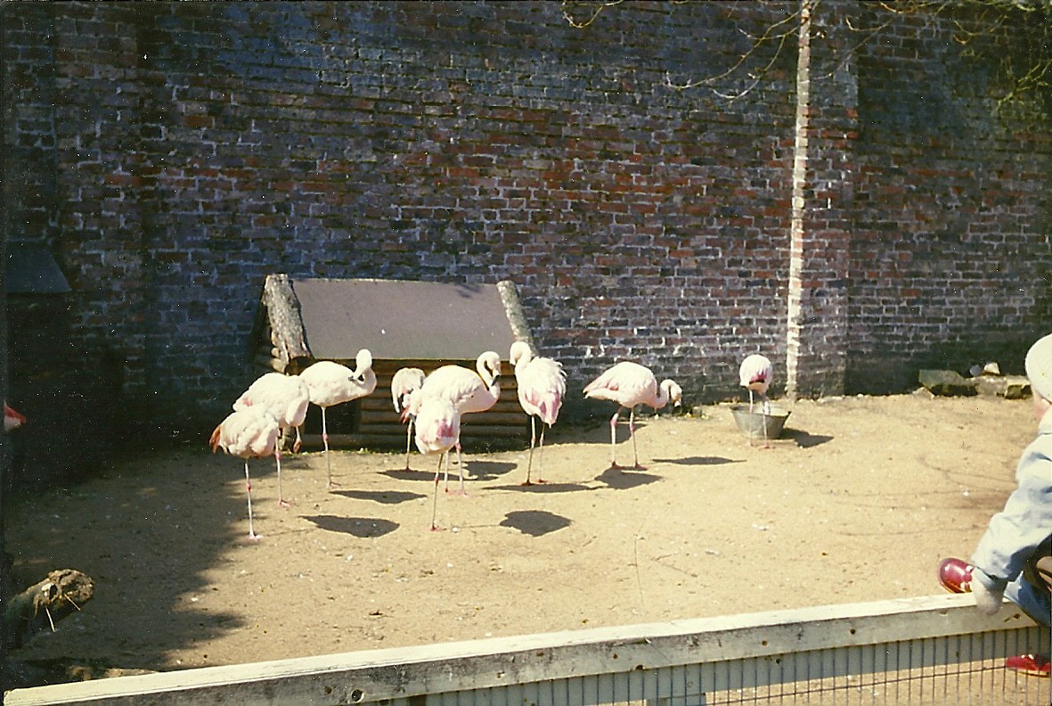 Flamingos 1963