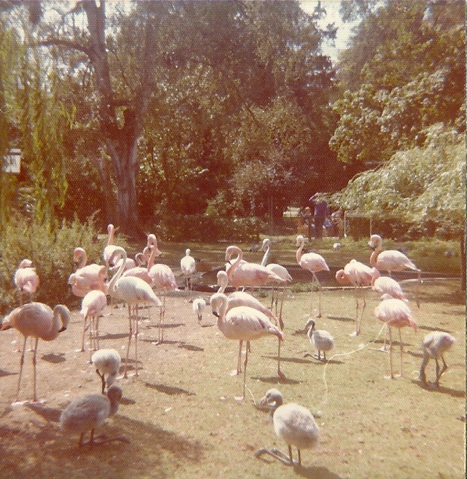 Flamingos 1976