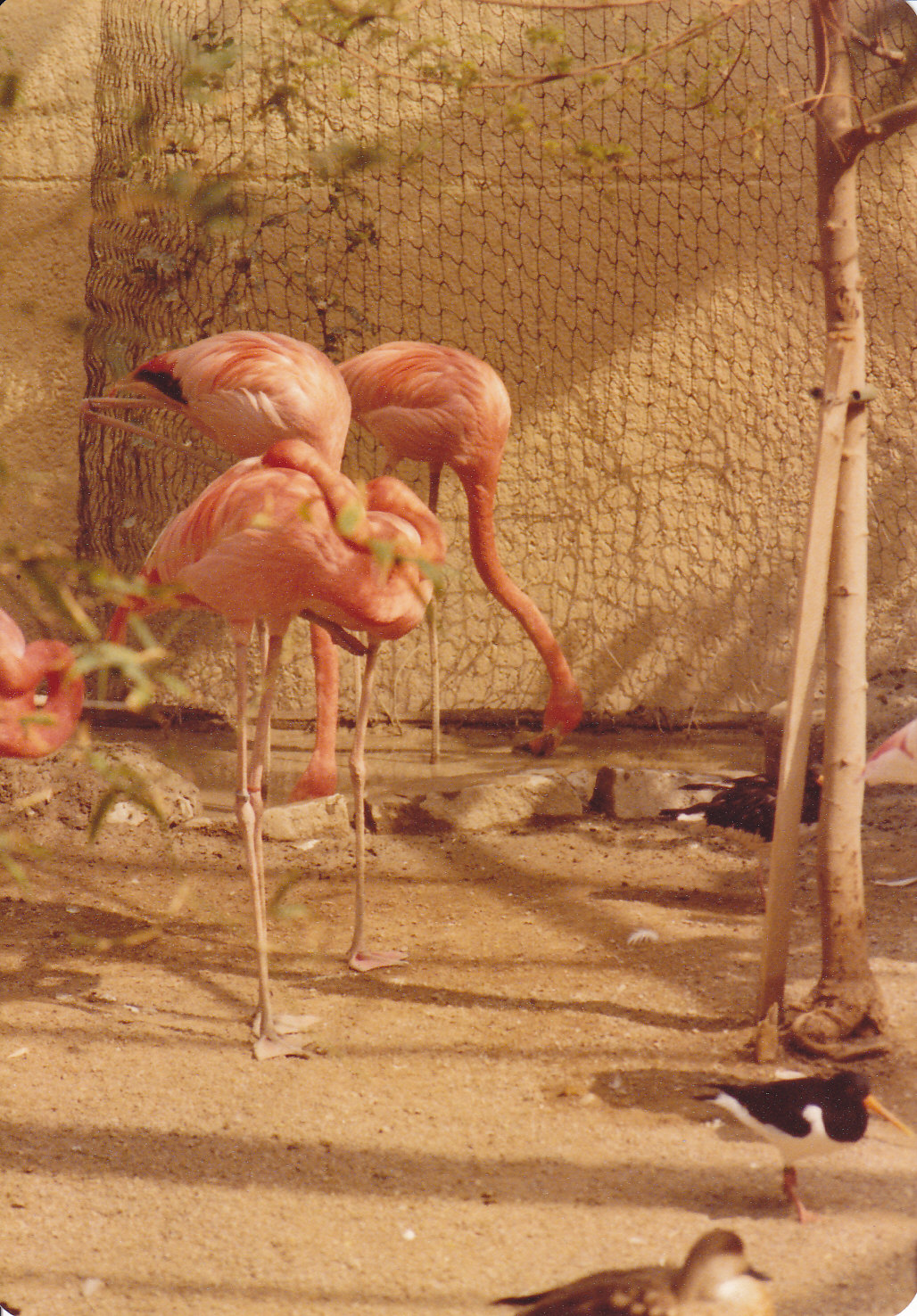 Flamingos 1980
