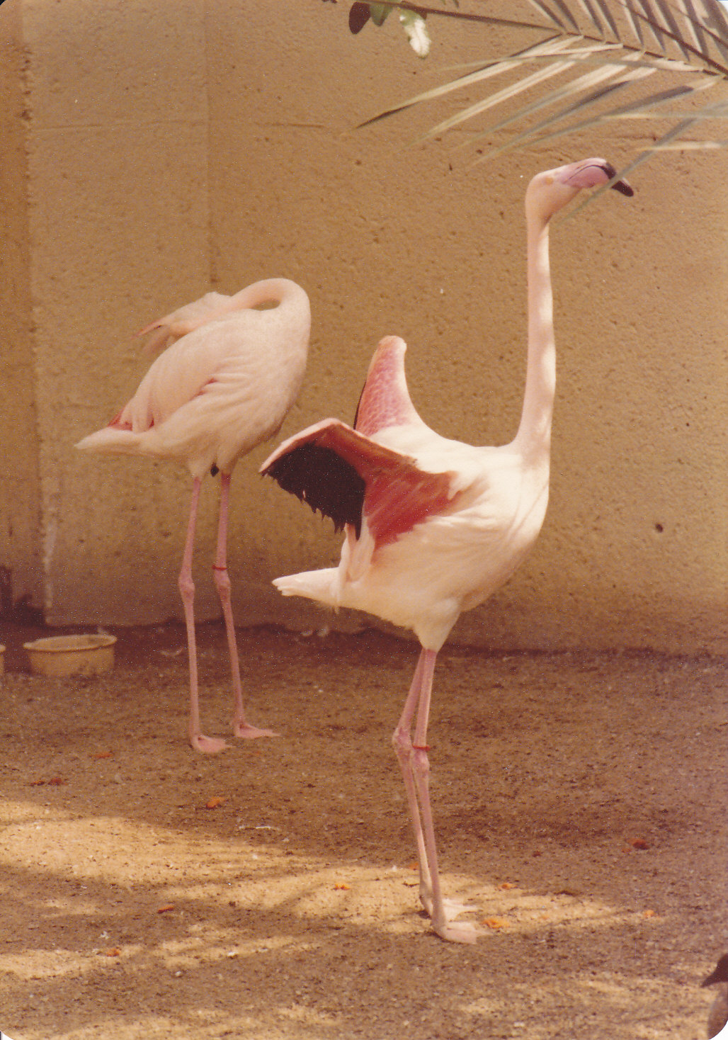 Flamingos 1980