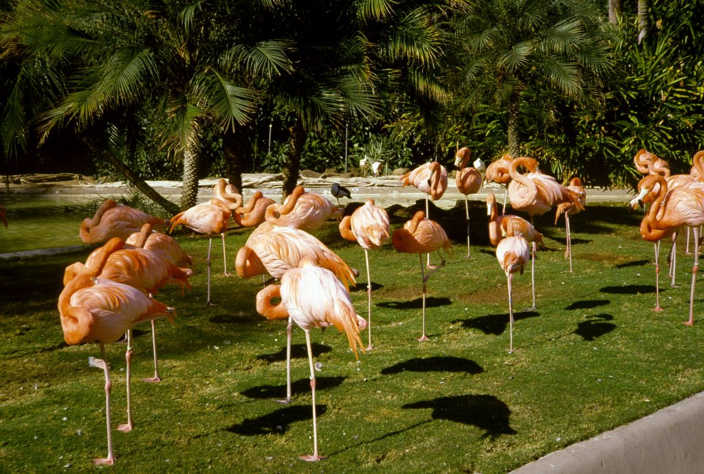 Flamingos - 1981