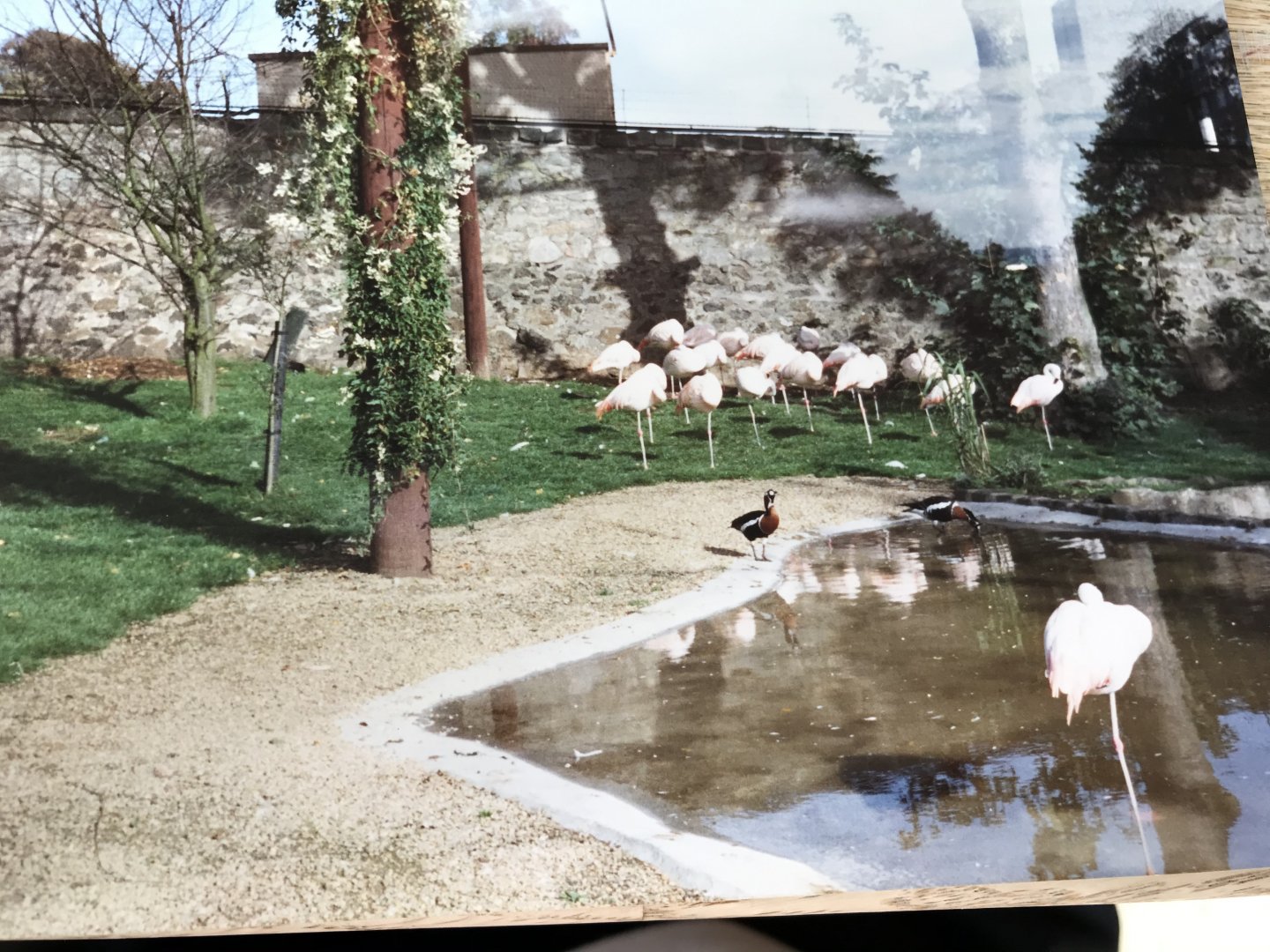 Flamingos 1990s