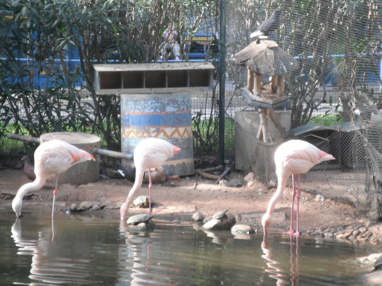 Flamingos - 1st/Jan/2011