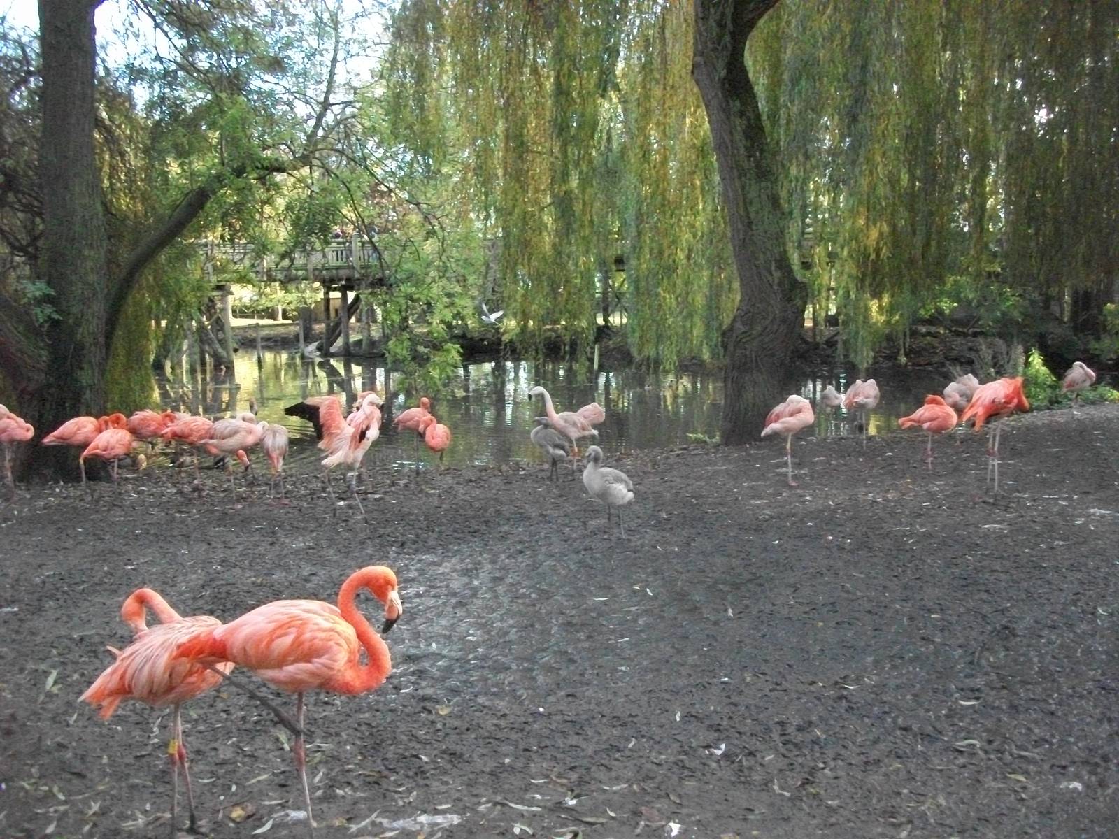 Flamingos 1st November 2012