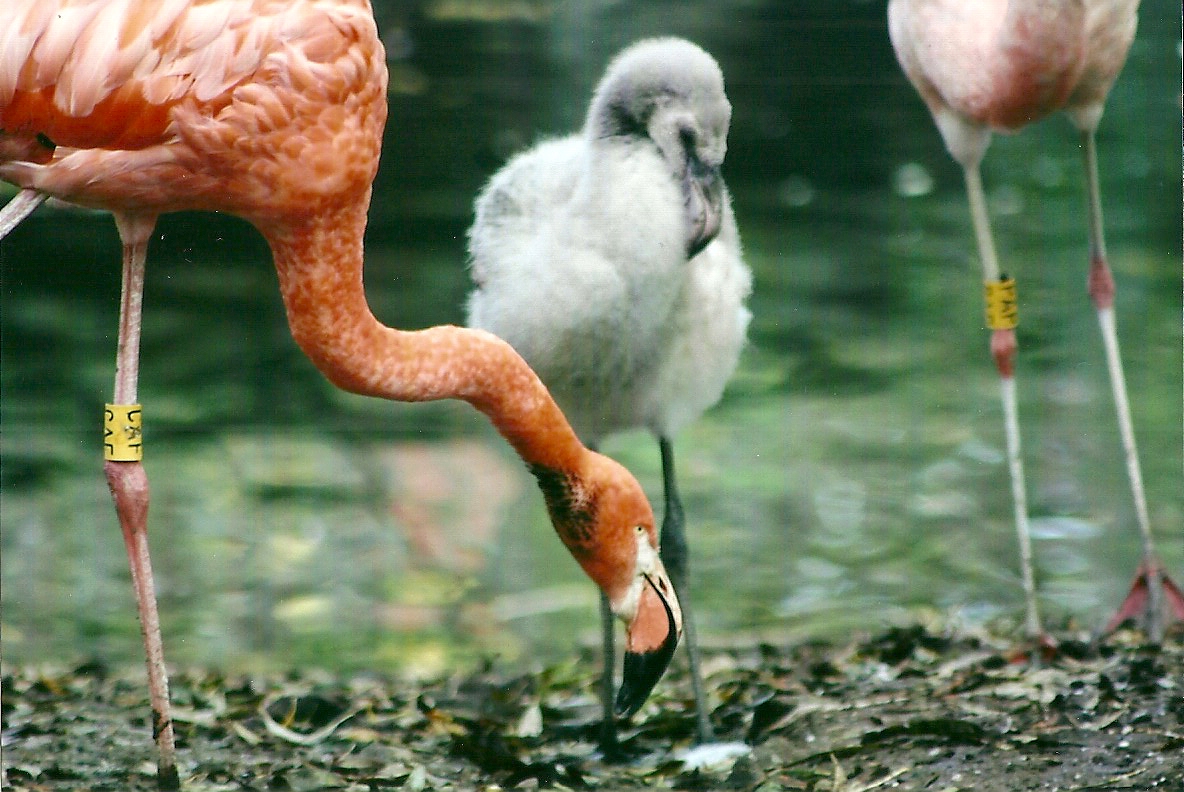 Flamingos 1st November 2012